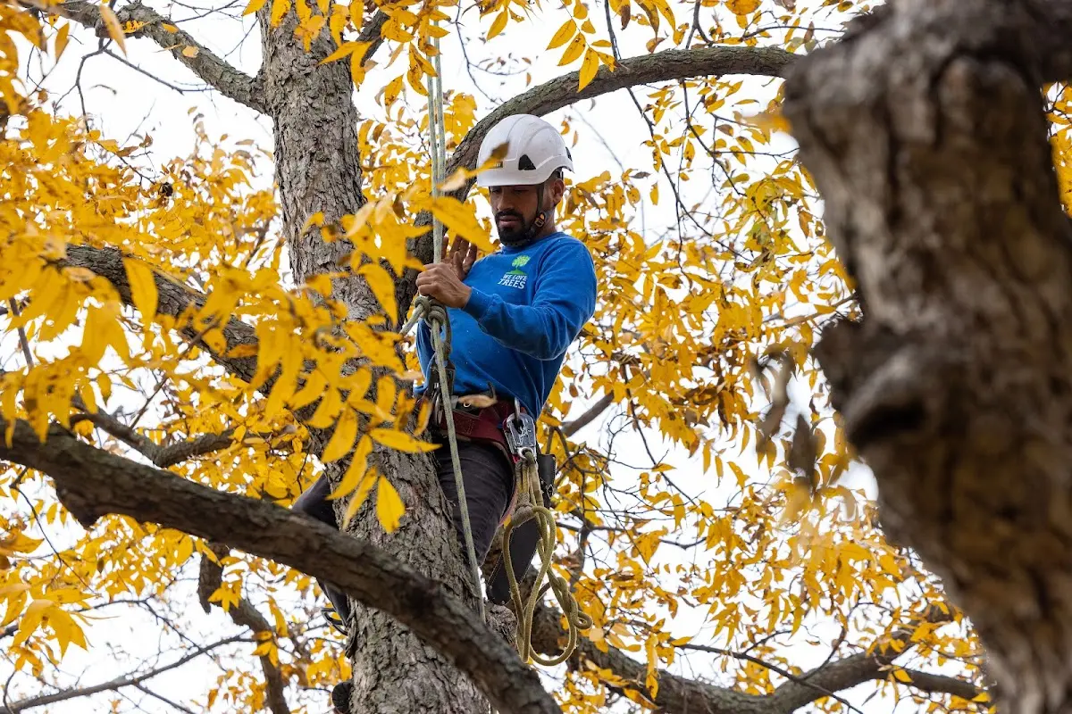 Skilled Tree Trimming crew working in Lostine