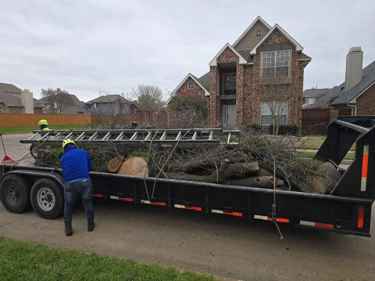 Expert Tree Removal with proper safety equipment in Lostine